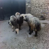 گوسفندفروشی