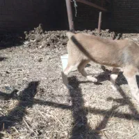 سگ نسل ماده زیبا سر پنجه دار ماده|سگ|باخزر, |دیوار