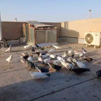 کفتر پاپر.سرور.مهر|پرنده|قم, پردیسان|دیوار