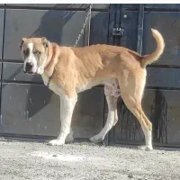 سگ خراسانی نر نسل پلنگ پورحاتم|سگ|ماهدشت, |دیوار