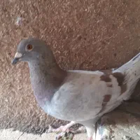 کبوتر پلاکی|پرنده|اصفهان, حصه شمالی|دیوار
