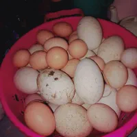 تخم غاز دورگ نطفه دار