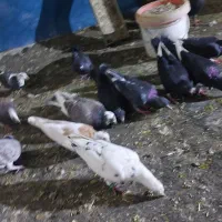 کفتر شهرستانی|پرنده|فشاپویه, |دیوار