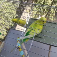 مرغ عشق و طوطی برزیلی
