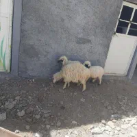 سه راس‌بره خرج‌خور‌دونی‌۶۵۰۰