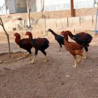 فروش جوجه خروس لاری