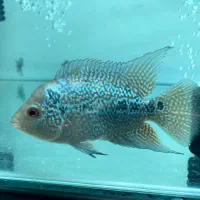 فلاور|ماهی|تربت‌حیدریه, مظفریه|دیوار