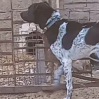 توله سگ|سگ|شهرکرد, |دیوار