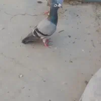 کبوتر
