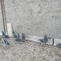 کبوتر|پرنده|مراغه, |دیوار