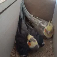 عروس هلندی آماده تخم گذاری|پرنده|سراب, |دیوار