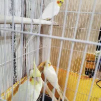 ۳عدد عروس هلندی لوتینو سالم