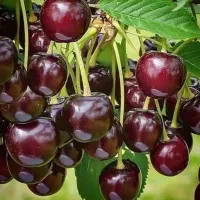 نهال گیلاس خوشه ای تکدانه مشهد