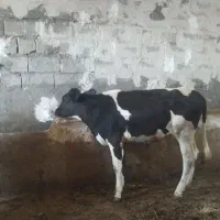 گوساله
