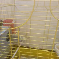 فروش عروس هلندی|پرنده|فردیس, شهرک راه آهن|دیوار