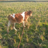 دوعدد لیشه جنس