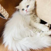 پرشین ماده چشم‌آبی خاص، سالم و واکسینه