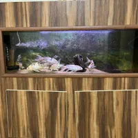 فروش ماهیهای کوی|ماهی|رشت, سیا اسطلخ|دیوار