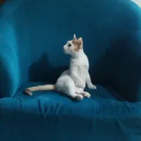 واگذاری رایگان گربه ماده|گربه|کرج, شهرک یاس شمالی|دیوار