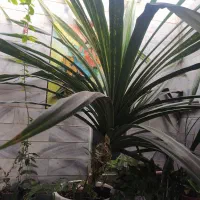 گل پاندانوس|گل و گیاه طبیعی|بیرجند, |دیوار