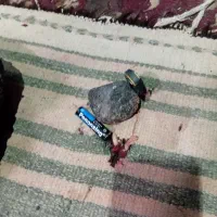 شهاب سنگ|کلکسیون اشیاء عتیقه|بیرجند, |دیوار