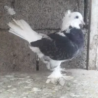 ماده شارده سیاه کاکل پاپر|پرنده|چمستان, |دیوار