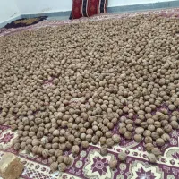 گردو خشک