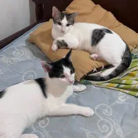 واگذاری دو بچه گربه سه ماه نر