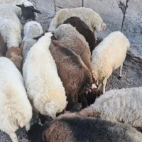 فروش‌۸‌رس‌بره‌نر|حیوانات مزرعه|رشت, رودباری|دیوار