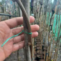 نهال کیوی هایوارد طلایی یکساله و دوساله|خدمات باغبانی و درختکاری|لیسار, |دیوار