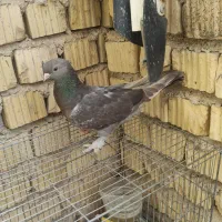 کبوتر