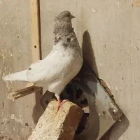 کله الماسی نر|پرنده|مشهد, بلال|دیوار