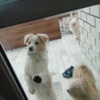 واگذاری سگ اشپیتز ماده