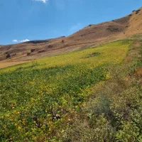 کارگر