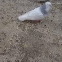 کبوتر تزیینی طوقی ابی|پرنده|قم, کاسه گران|دیوار