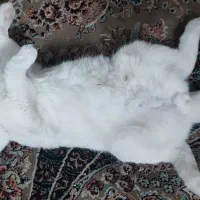 گربه اسکاتیش دبل فولد