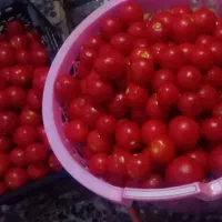 رب گوجه خونگی.سبزی خورشتی وخشک.نعنا خشک