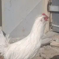 مرغ خروس جوجه گلین|حیوانات مزرعه|شهرکرد, |دیوار