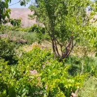 باغ|فروش زمین و ملک کلنگی|مشهد, کوشش|دیوار