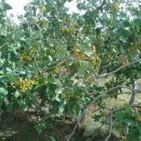 باغ پسته ثمری باآب شیرین باخونه باغچه،