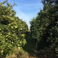 فروش-باغ-پرتقال-800-متر-روستای-اطراف-بابل