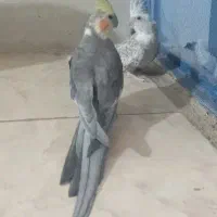 عروس هلندی