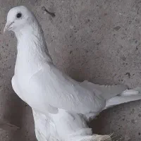 کبوتر