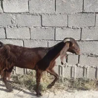 دوعدد بزماده|حیوانات مزرعه|خرمشهر, |دیوار