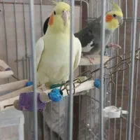 عروس هلندی مولد