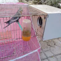 یک جفت عروس هلندی به شرط تخم|پرنده|مشهد, قائم|دیوار