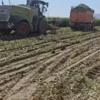ذرت علوفه ای