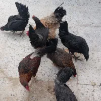مرغ وخروس|حیوانات مزرعه|فسا, |دیوار