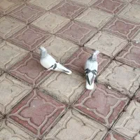 دو عدد سبزه دم سفیده ماده شعمک تخت|پرنده|خرامه, |دیوار