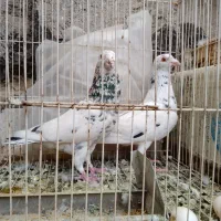 سار سرور کبوتر کفتر